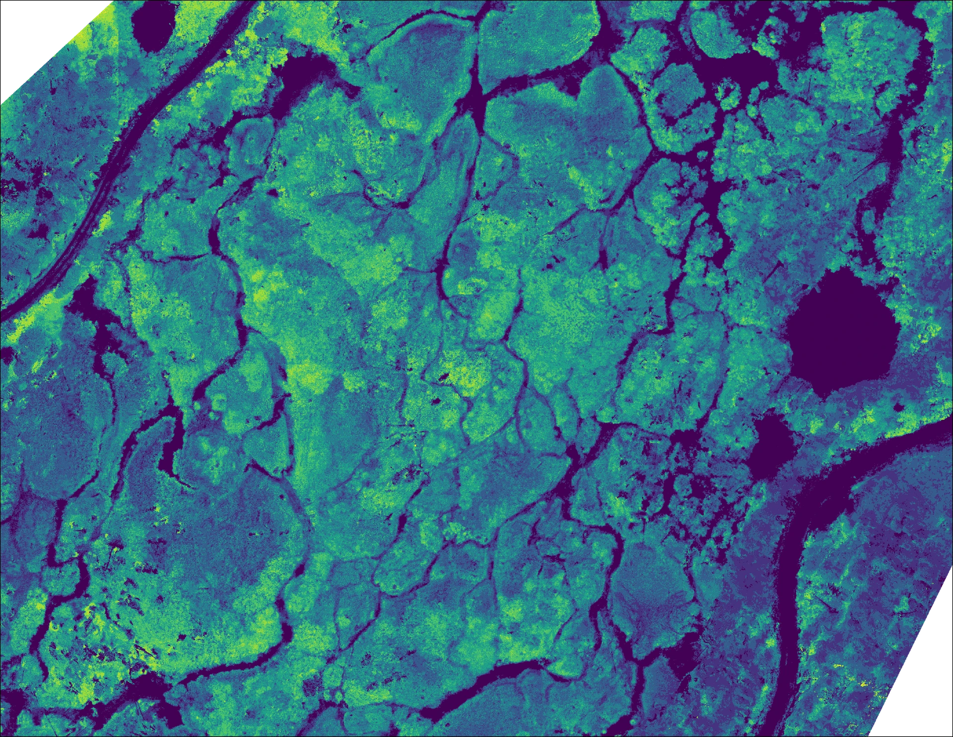 Normalized Difference Vegetation Index (NDVI) map highlighting chlorophyl presence.